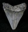 Juvenile Megalodon Tooth #20764-1